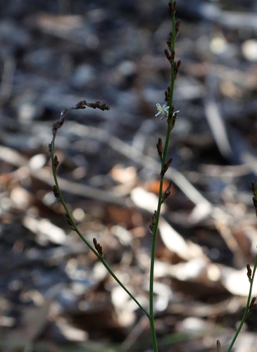 Image of Caesia micrantha by (c) Margaret Langley, some rights reserved (CC BY)