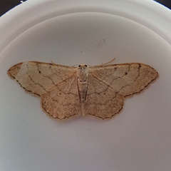 Idaea aversata
