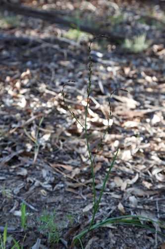 Image of Caesia micrantha by (c) Margaret Langley, some rights reserved (CC BY)