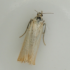 Chrysoteuchia culmella