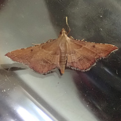 Endotricha flammealis