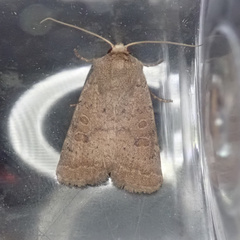 Hoplodrina octogenaria