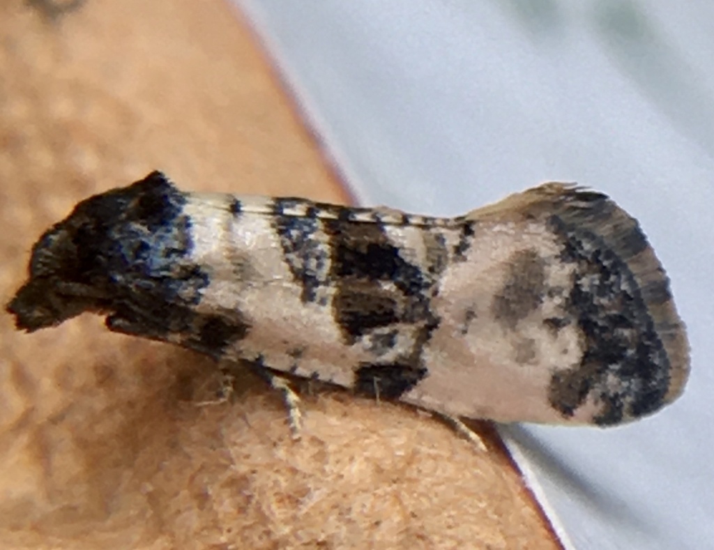 Tortricid moth