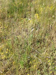 Agrostis vinealis