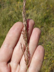 Agrostis vinealis