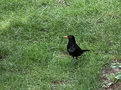 Turdus merula