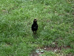 Turdus merula