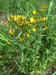 Hypericum elegans