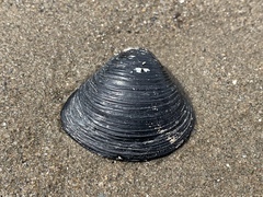 Corbicula fluminea