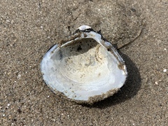 Corbicula fluminea