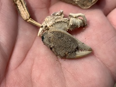 Eriocheir sinensis
