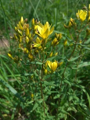 Hypericum elegans