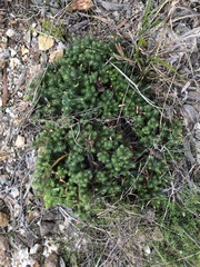 Stenanthera pinifolia