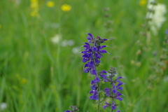 Salvia virgata