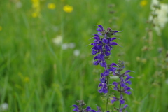 Salvia virgata