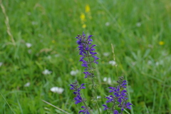 Salvia virgata
