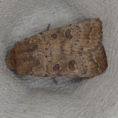 Hoplodrina octogenaria