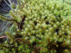 Breutelia pendula