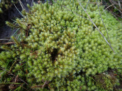 Breutelia pendula