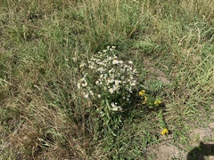 Erigeron annuus