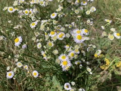 Erigeron annuus