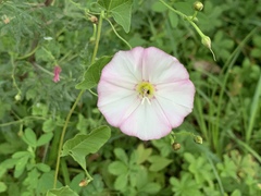 Convolvulus arvensis