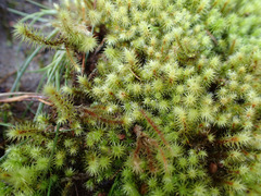 Breutelia pendula