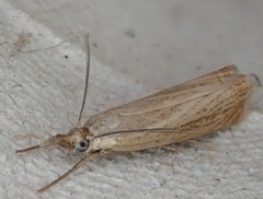 Chrysoteuchia culmella