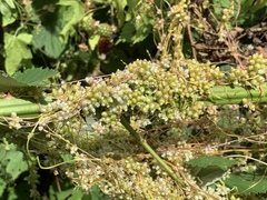 Cuscuta