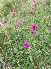 Betonica officinalis