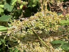 Cuscuta