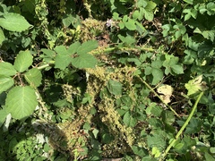 Cuscuta