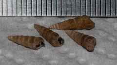 Zeacumantus plumbeus