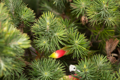 Stenanthera pinifolia