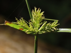 Cyperus cyperoides