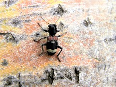 Clerus mutillarius