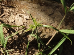 Cyperus cyperoides