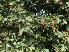 Crataegus monogyna