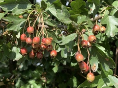 Crataegus monogyna