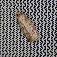 Hofmannophila pseudospretella