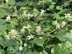 Clematis vitalba