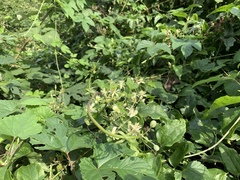 Clematis vitalba