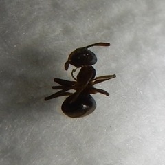 Lasius alienus