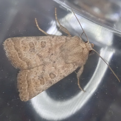 Hoplodrina octogenaria