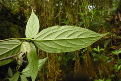 Viburnum urceolatum