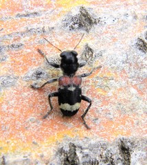Clerus mutillarius