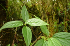 Viburnum urceolatum