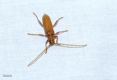 Enaphalodes rufulus