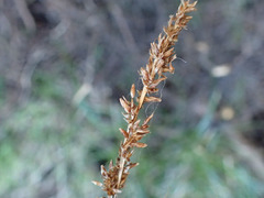 Carex virgata