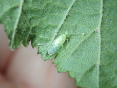 Malacocoris chlorizans